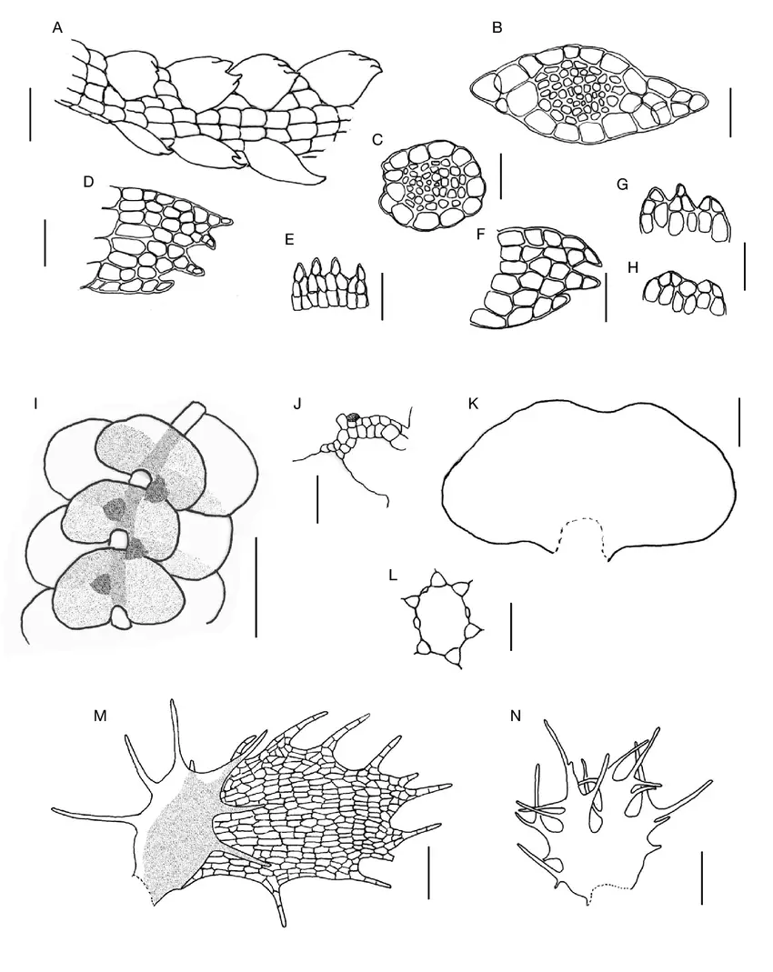 A-H-Telaranea-parvifolia-Steph-JJEngel-GLMerr-A-shoot-dorsal-view-B-C.png