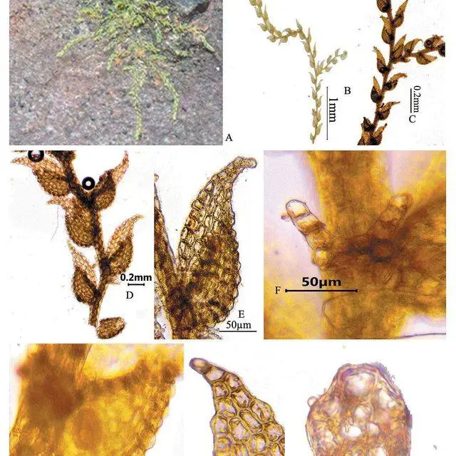 A-I-Drepanolejeunea-angustifolia-Mitt-Grolle-A-habit-B-single-plant-C-D_Q640.jpg
