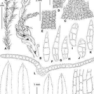 A-O-Leptodontium-flexifolium-Dicks-Hampe-from-Ingushetia-A-Bersanova-29IV2004_Q320.jpg