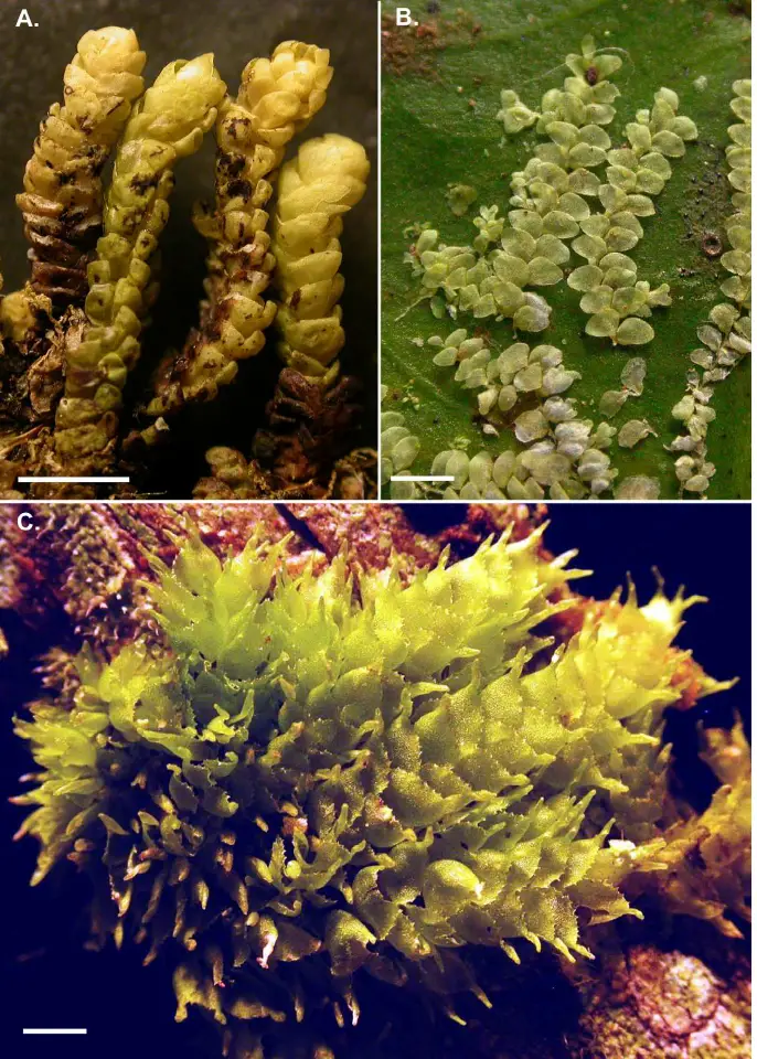 A-Pleurozia-conchifolia-habit-S-T-Pocs-03279-N-scale-bar-25-mm-B.png