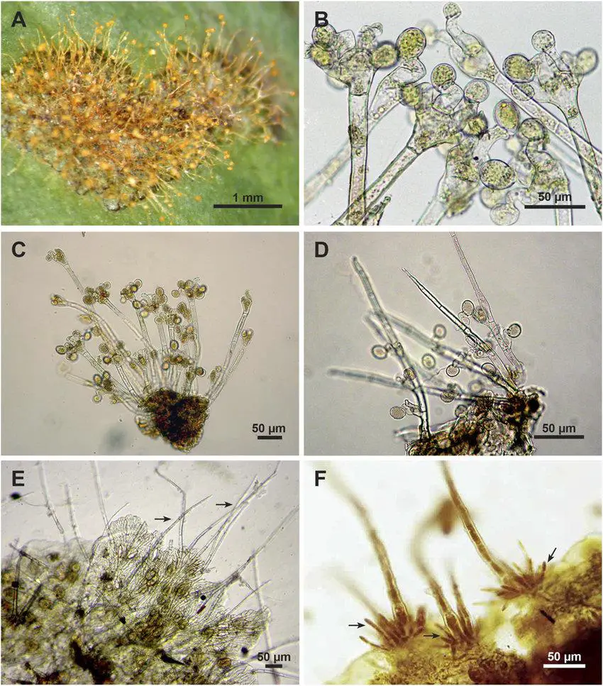 A-Typical-lesion-on-an-upper-leaf-surface-caused-by-Cephaleuros-virescens-The-erect.jpg