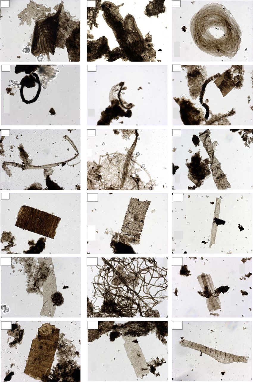 A-and-B-Glomovertella-miroedikhia-specimens-65078-U-38-1-and-65092-J-50-1.png