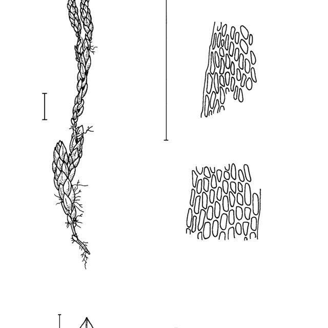 A-harriottii-a-habit-b-leaf-c-leaf-apical-cells-d-mid-laminal-cells-e-basal_Q640.jpg