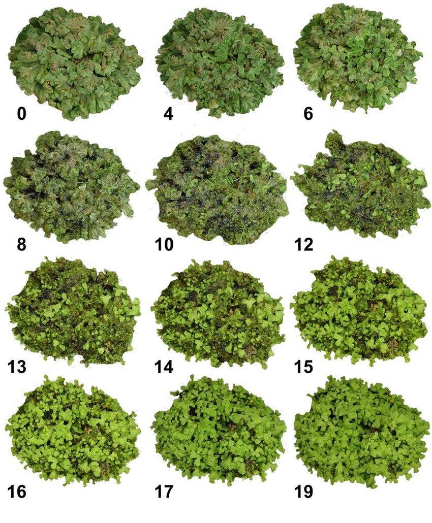 A-sequence-of-pictures-of-a-dense-rosette-of-Riccia-glauca-collected-in-Austria-Styria.jpg