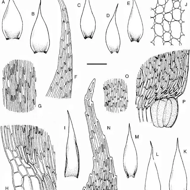 AJ-Wijkia-albescens-Ther-Pde-la-Varde-Crum-KP-W-jacobsonii-Dixon-Crum_Q640.jpg