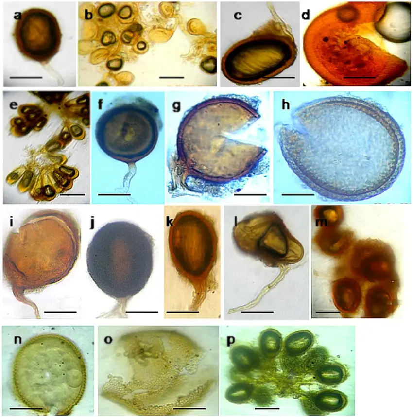 AM-fungal-spores-a-Glomus-sp-1-b-Glomus-aureum-c-Glomus-sp-2-d.png