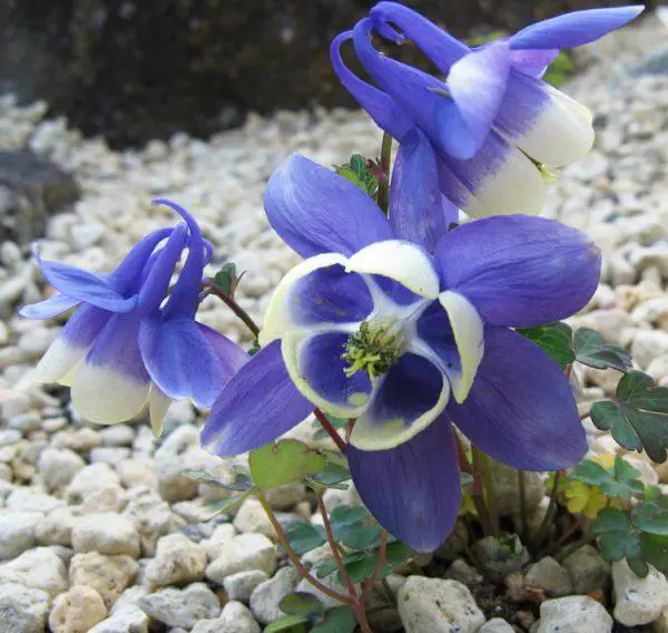 AQUILEGIA-FLABELLATA-VAR-PUMILA--600x568.jpg