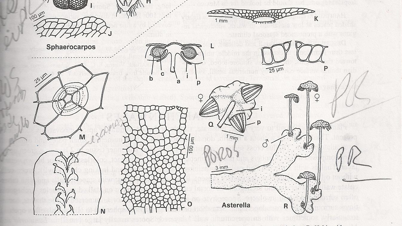 ASTERELLA%2BVENOSA.jpg