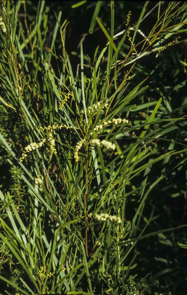 Acacia-longissima-1.jpg