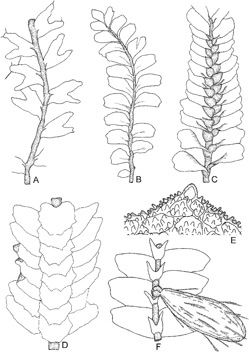 Acrobolbus-ciliatus-Mitt-Schiffn-A-Shoot-dorsal-view-Acrobolbus-saccatus-Hook.png