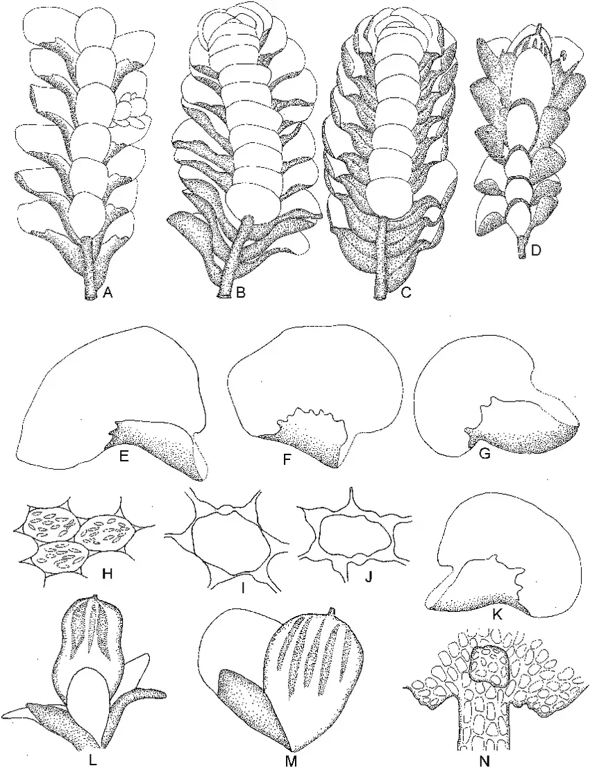 Acrolejeunea-arcuata-Nees-Grolle-Gradst-A-Part-of-plant-E-Leaf-L-Gynoecium-and.png