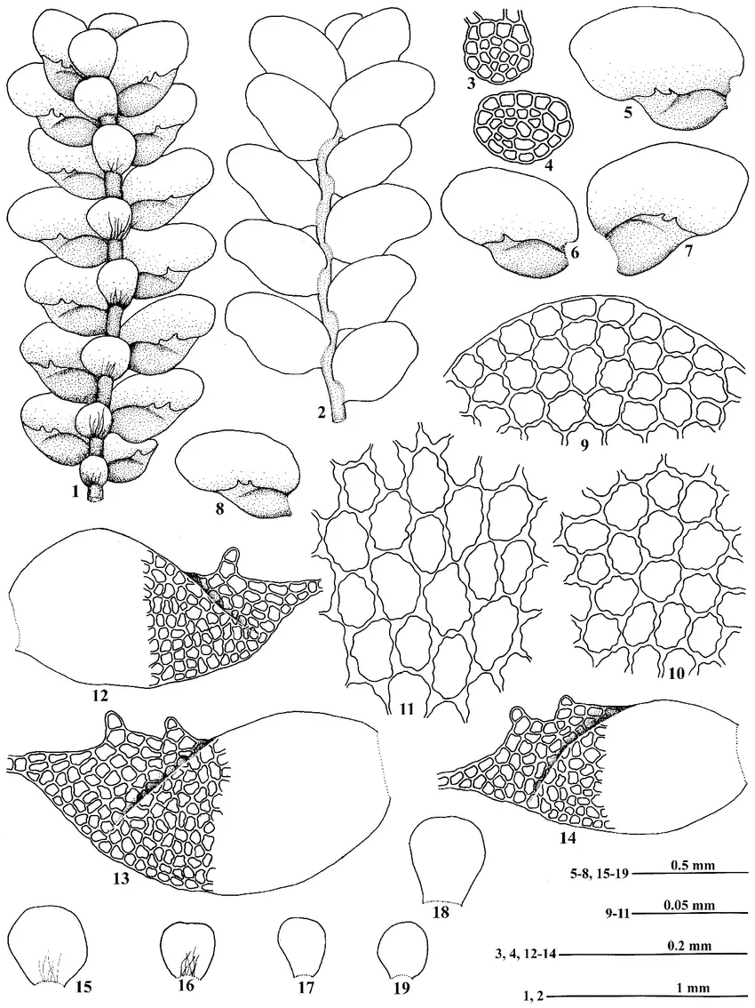 Acrolejeunea-pusilla-Steph-Grolle-Gradst-1-A-portion-of-plant-in-ventral-view.png