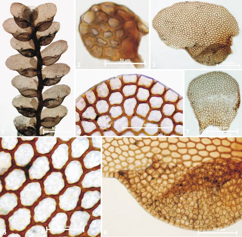 Acrolejeunea-pusilla-Steph-Grolle-Gradst-1-A-portion-of-plant-in-ventral-view.png