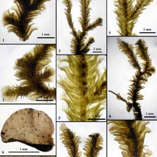 Acrolejeunea-recurvata-Gradstein-1-A-portion-of-female-plant-2-A-portion-of-male_Q320.jpg