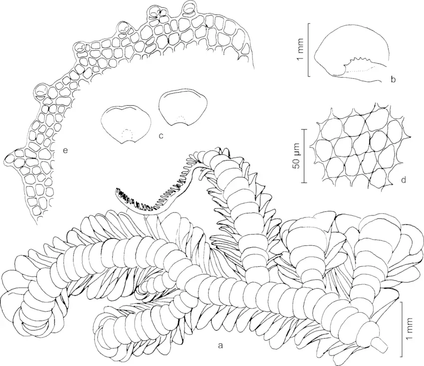 Acrolejeunea-torulosa-a-Habit-of-gametophyte-ventral-view-b-Lobe-and-leaf-lobule-c.png