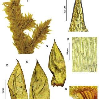 Acroporium-hyalinum-var-hyalinum-A-Habit-B-D-Leaves-E-Apical-leaf-cells-F-Median_Q320.jpg