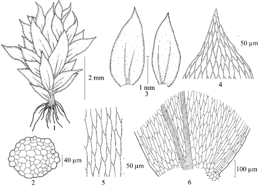 Actinodontium-adscendens-Schwaegr-1-plant-2-cross-section-of-stem-3-leaves-4.png