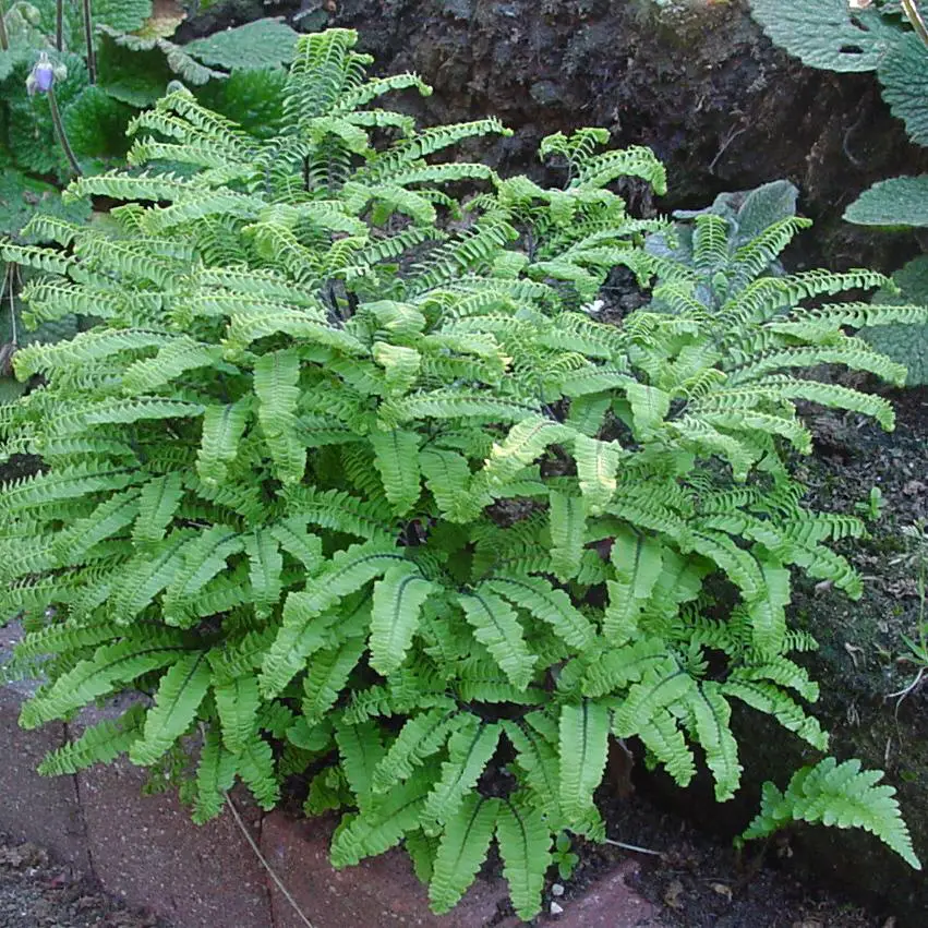 Adiantum-imbricatum.jpg