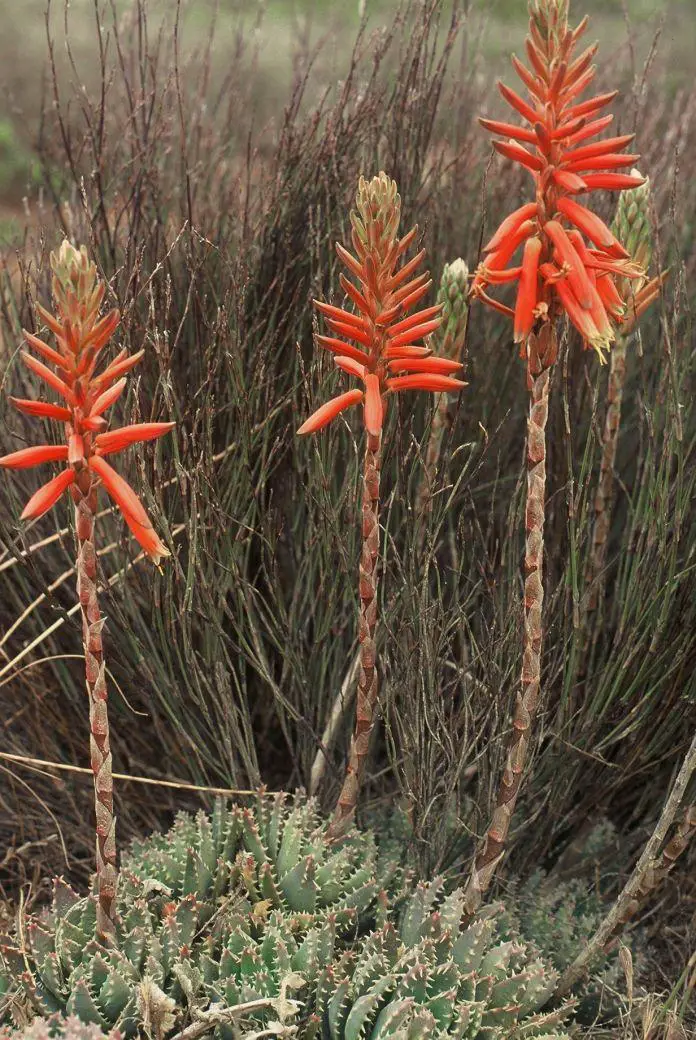 Aloe-brevifolia.jpg