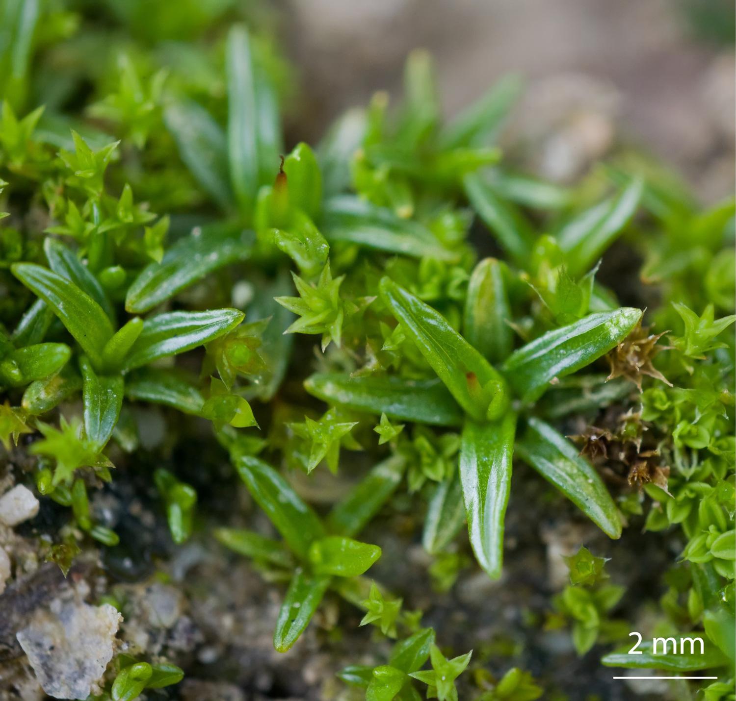 Aloina-aloides-moss.jpg