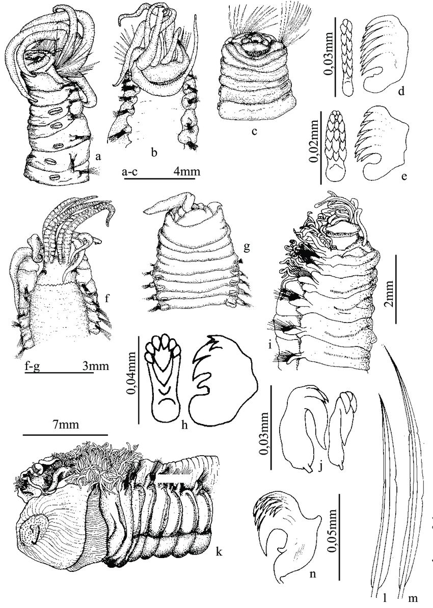 Ampharete-kerguelensis-a-extremo-anterior-en-vista-lateral-b-extremo-anterior-en.png