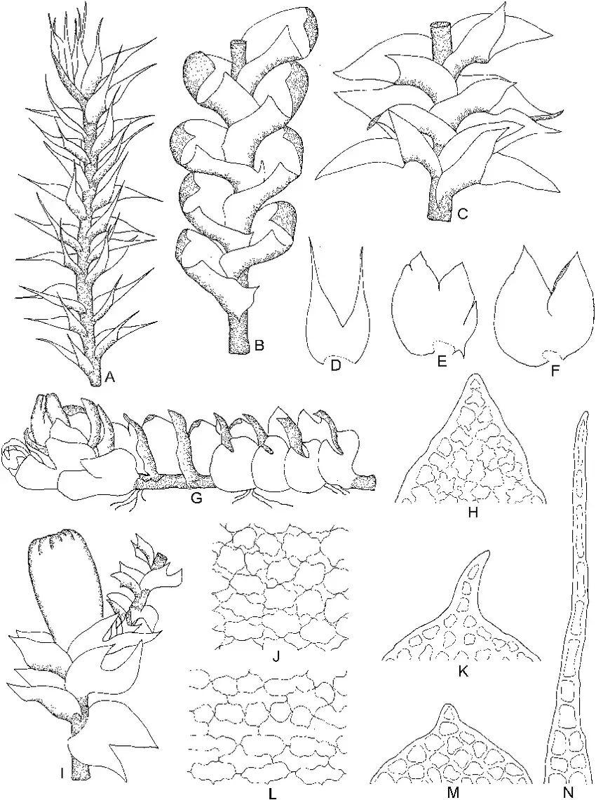 Anastrophyllum-aristatum-NKitag-AEDDaniels-et-al-A-Part-of-plant-ventral-view.png