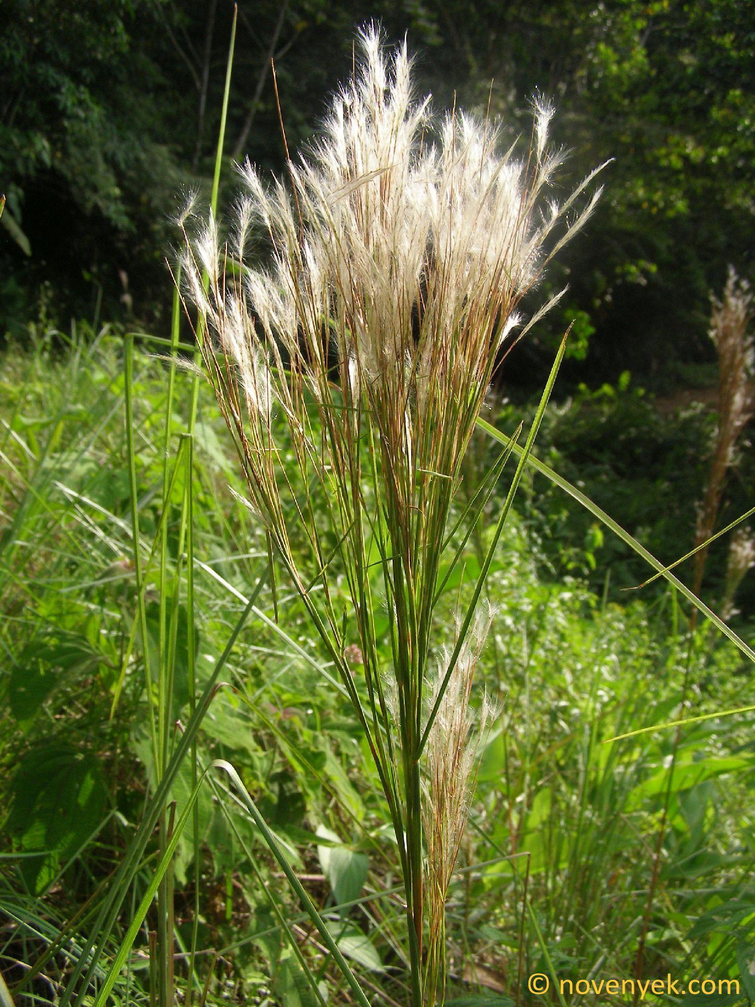 Andropogon-bicornis_by_TamasExner.jpg