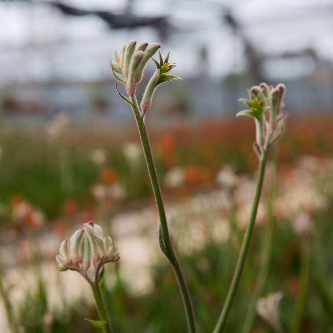 Anigozanthos-Cape-Gray-Moss.jpg