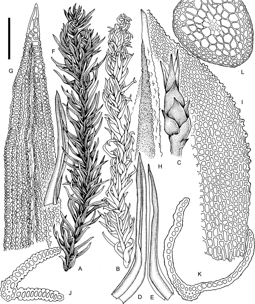 Anoectangium-sikkimense-Aziz-Vohra-A-Habit-moist-B-Habit-dry-C-Perichaetial.png