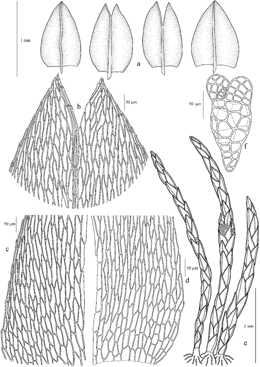 Anomobryum-gemmigerum-Broth-Bryaceae-a-leaves-b-apical-leaf-cells-c-marginal-and.png