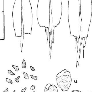 Anomobryum-nitidum-Mitt-AJaeger-A-C-Representative-typical-leaves-from-middle-of_Q320.jpg