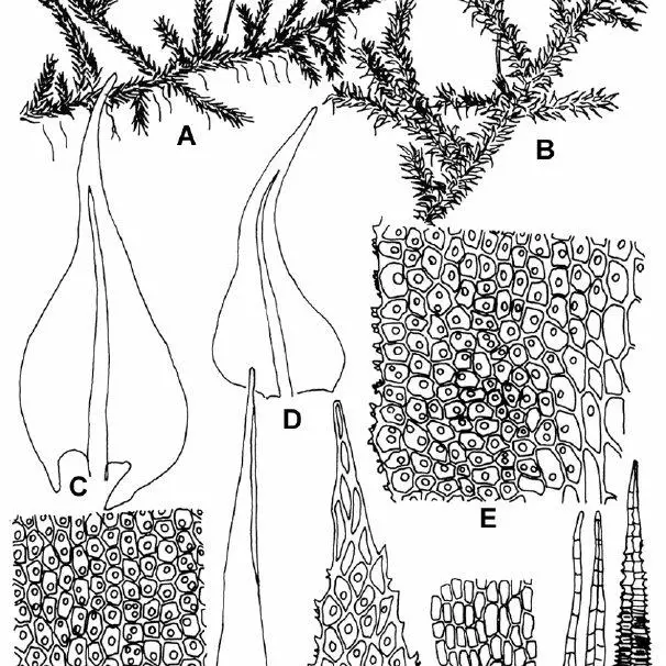 Anomodon-rostratus-Hedw-Schimp-A-dry-plant-6-B-wet-plant-6-C-D-leaves_Q640.jpg