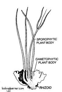 Anthoceros-thallus-bearing-sporophyte-204x300.jpg