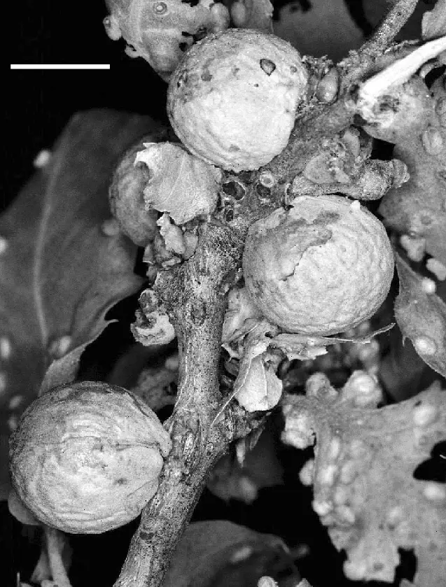 Aphelonyx-persica-galls-on-Q-brantii-The-white-scale-bar-is-10-mm-long-photo-by-G.png