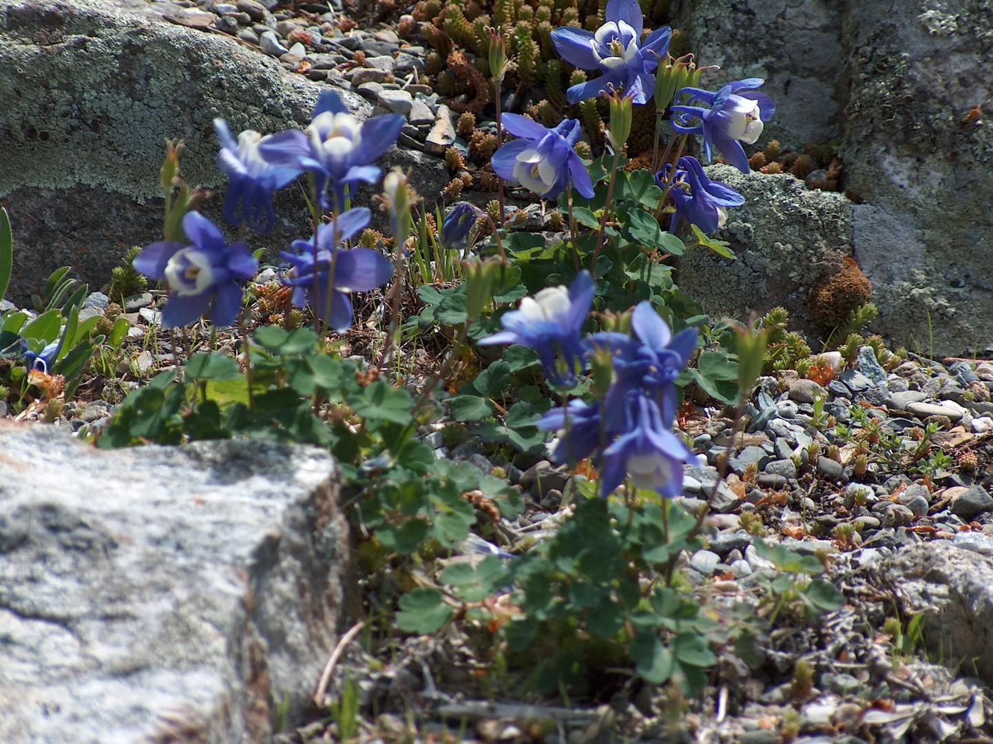 Aquilega-flabellata-var.-pumila.jpg