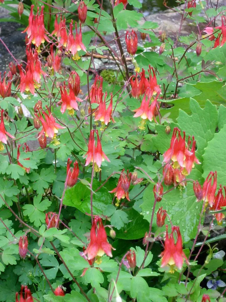 Aquilegia-canadensis-.jpg