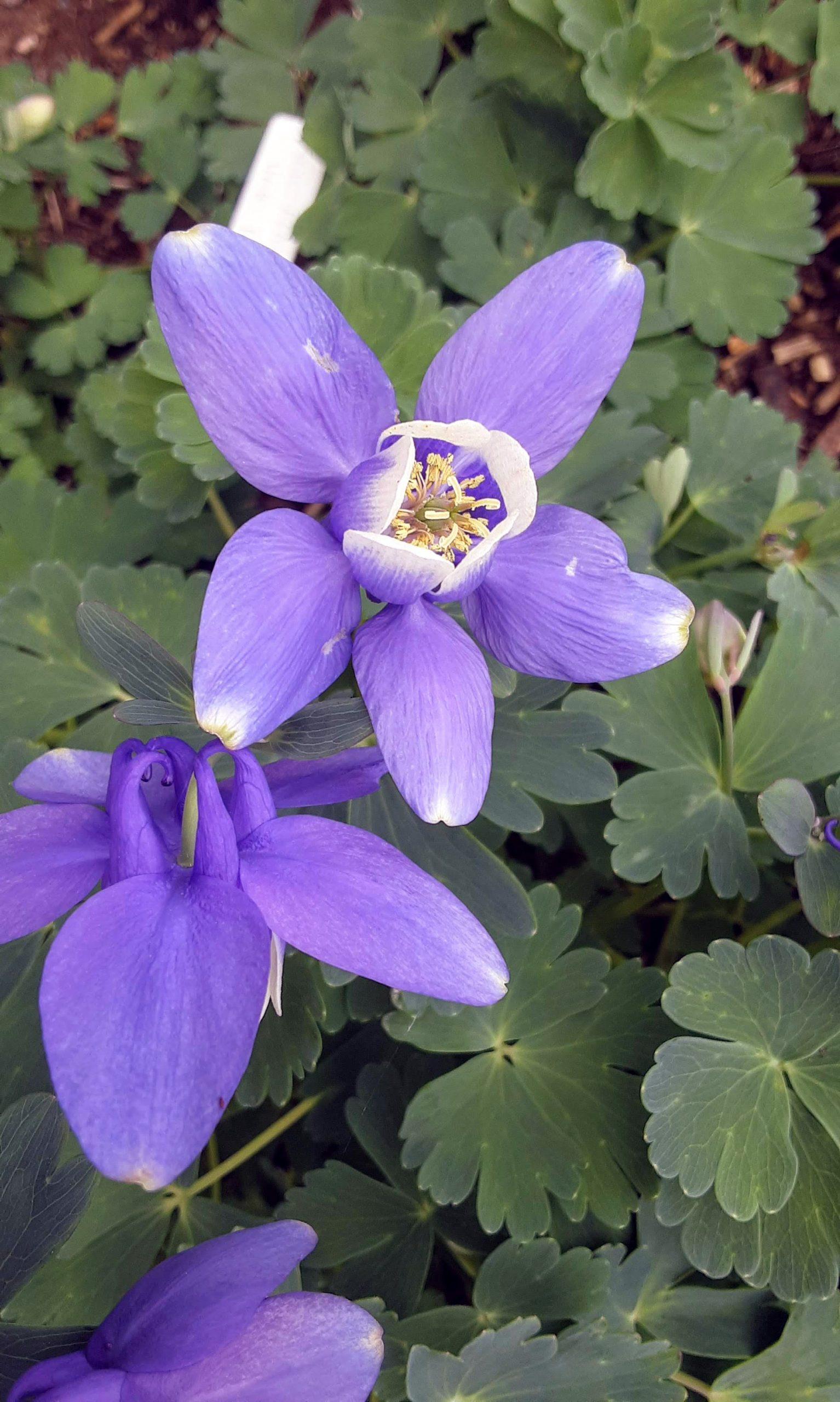 Aquilegia-flabellata-var-pumilis-5-scaled.jpg