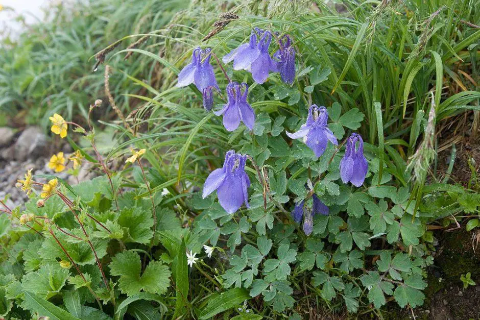 Aquilegia-flabellata-var.-pumila-Aquilegia-flabellata-var.-pumila_1-940x627.jpg