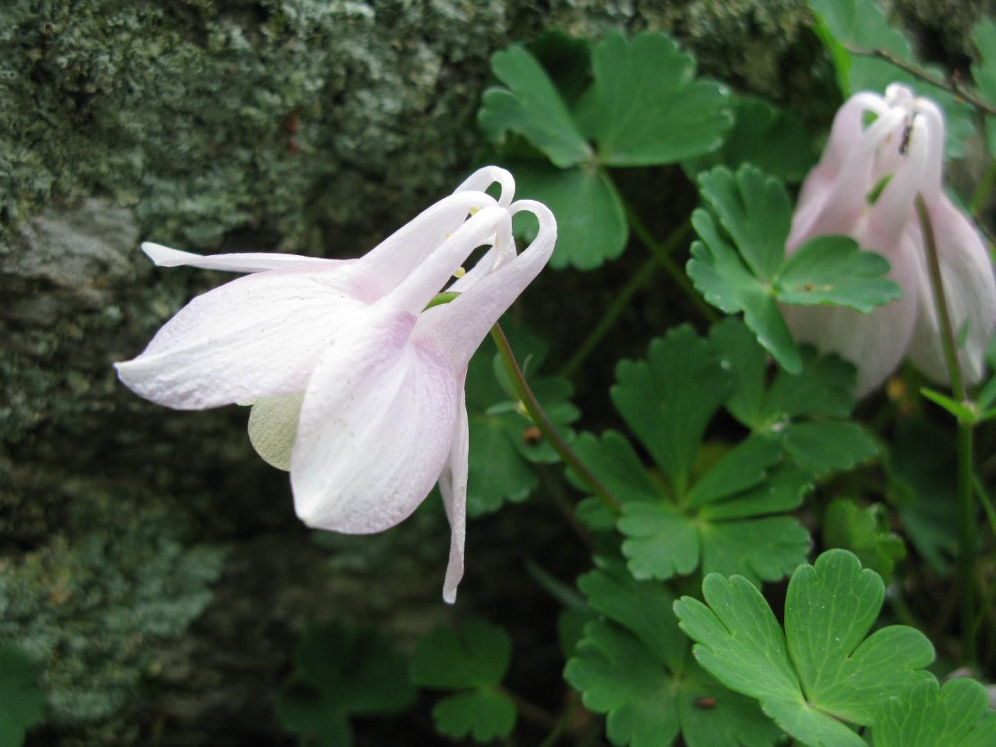 Aquilegia-flabellata-var.-pumila--f.--rosea.jpg