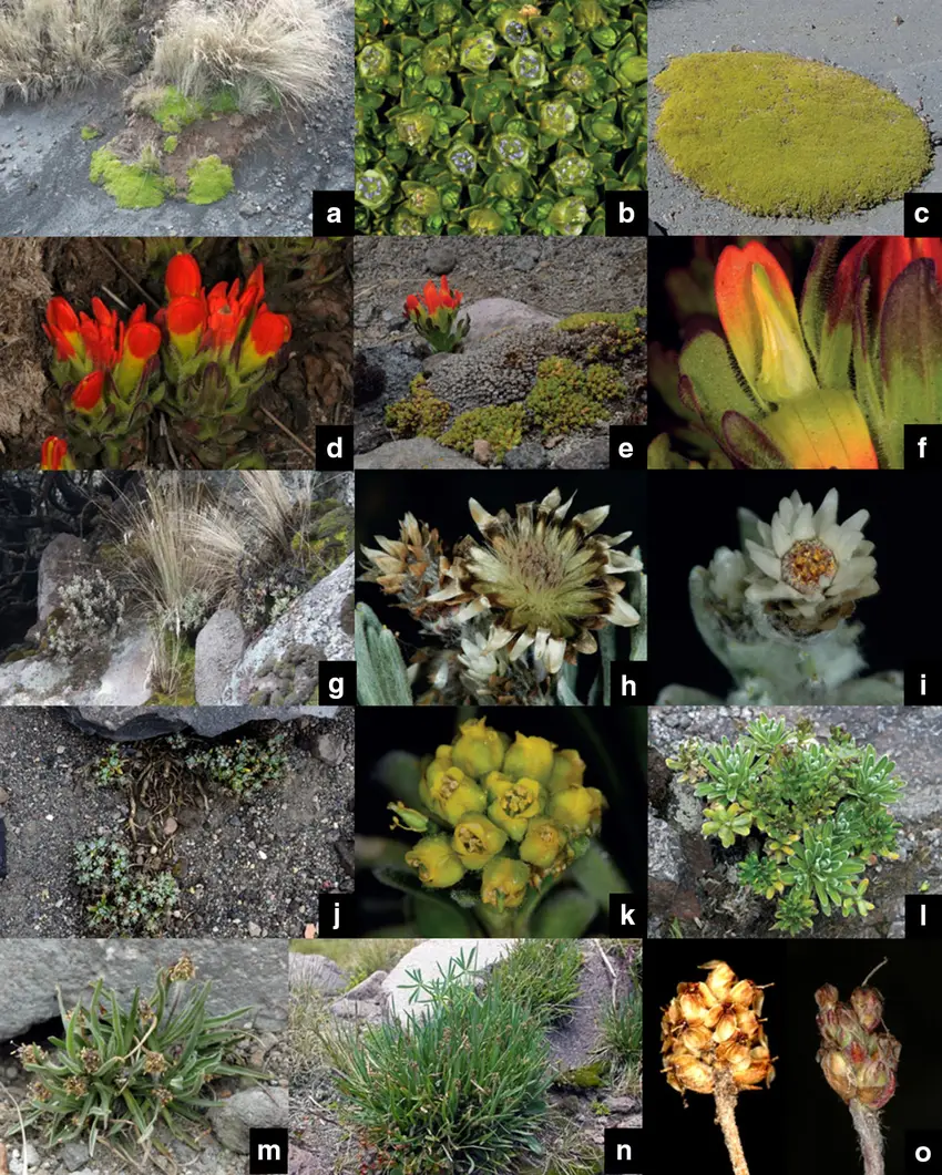 Arenaria-bryoides-a-asociations-b-flowers-c-growth-form-Castilleja-tolucensis-d.png