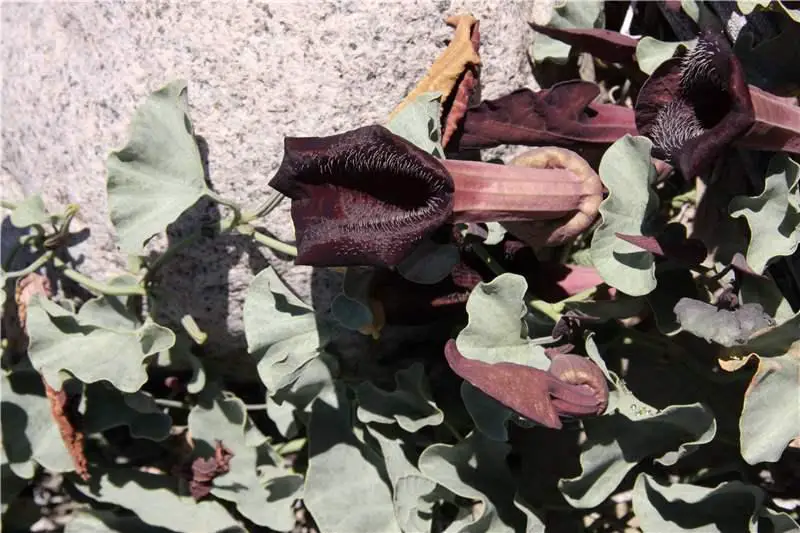 Aristolochia_chilensis_1_fullsize.jpg