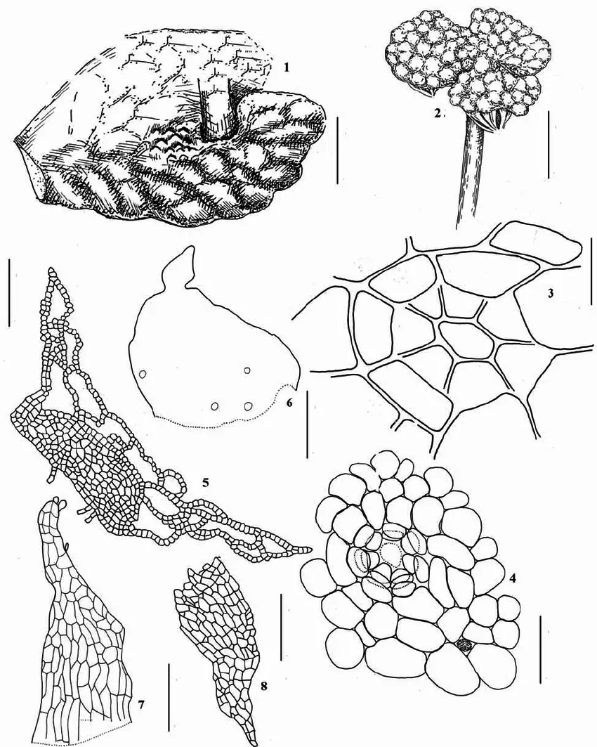 Asterella-cruciata-Steph-Horik-1-3-6-7-from-Primorsky-Territory-Kruglaya-Bay.png