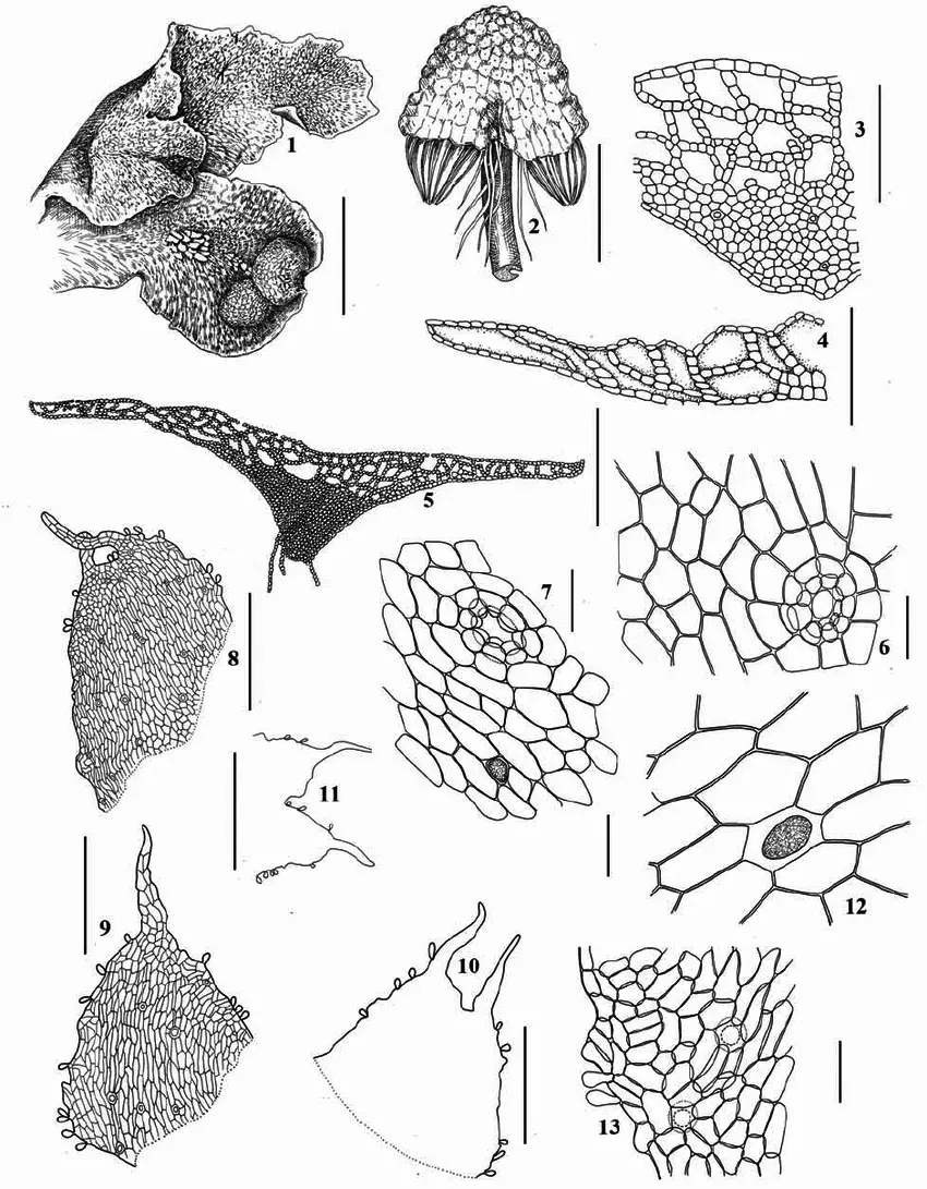 Asterella-lindenbergiana-Corda-ex-Nees-Arnell-1-4-9-11-13-from-Republic-of.png