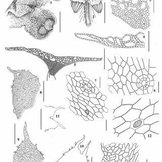 Asterella-lindenbergiana-Corda-ex-Nees-Arnell-1-4-9-11-13-from-Republic-of_Q320.jpg
