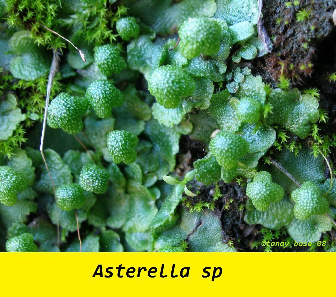 Asterella.jpg