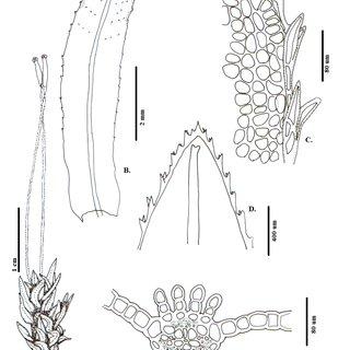 Atrichum-androgynum-MuellHal-Jaeger-A-Habito-B-E-Hoja-B-Vista-ventral-C_Q320.jpg