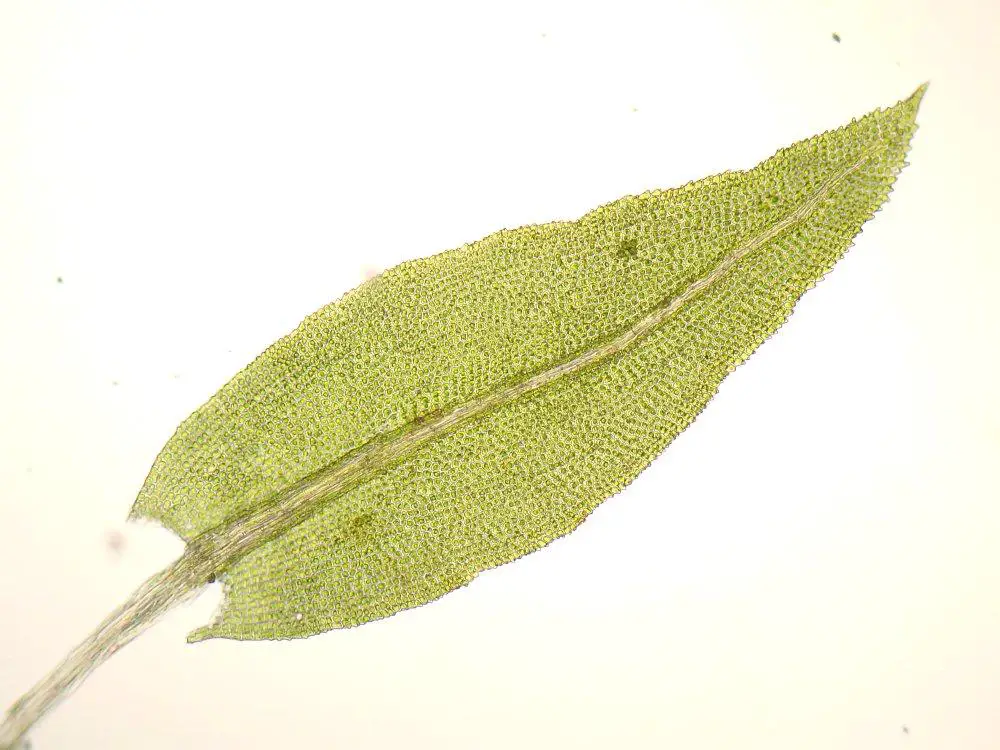 Aulacomnium-androgynum-leaf.jpg