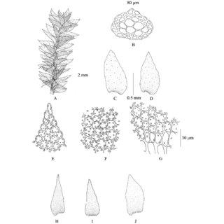 Aulacopilum-glaucum-Wilson-A-Plant-B-Cross-section-of-stem-C-D-Dorsal-leaves-E_Q320.jpg