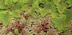 Azolla-pinnata-by-eyeweed-e1548300617399-255x125.jpg