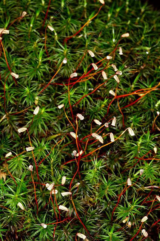 B4000133-Sphagnum_moss.jpg